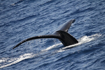 Humpback Whale Tail