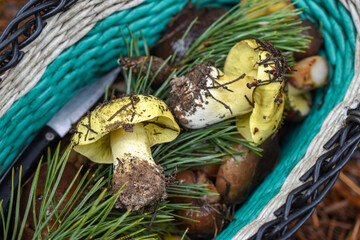 Greenfinch mushroom (Tricholoma equestre) in a basket with mushrooms close-up