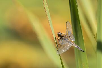 dragonfly on a leaf