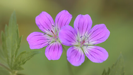 Fototapeta premium purple flowers