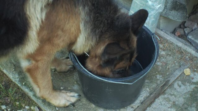 Dog drinks water from a bucket

