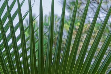 Part of Washingtonia palm leaf against sky - 768229148