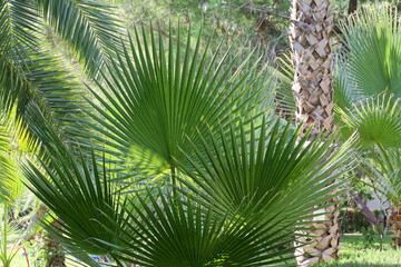 Beautiful leaves of Washingtonia palm tree in a park