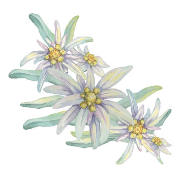 Edelweiss clipart set. Watercolor illustration of wildflowers and leaves. Leontopodium nivale hand drawn artwork isolated on white background. Design for printing, cards, apparel, stickers, wall art