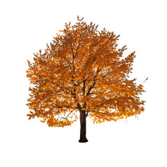 big tree autumn leaf standing on transparent backgrounds 3d render png