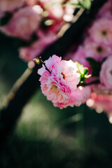 Spring Tulip Crocus Blossom Flower