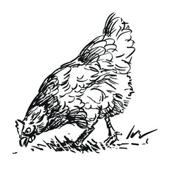 hen - farm animal, black and white hand drawn illustration