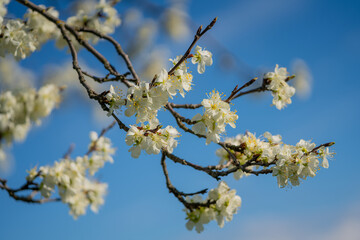 weiß blühender zwetschgenbaum vor blauem himmel und sonnenschein im frühling