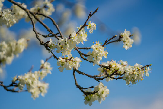 wei&szlig; bl&uuml;hender zwetschgenbaum vor blauem himmel und sonnenschein im fr&uuml;hling