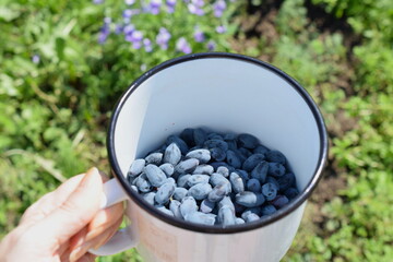 Freshly picked berries in mug in human hand.