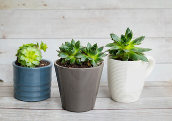 Green succulents in mini  pots. Home Decoration plants