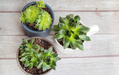 Green succulents in mini  pots. Home Decoration plants
