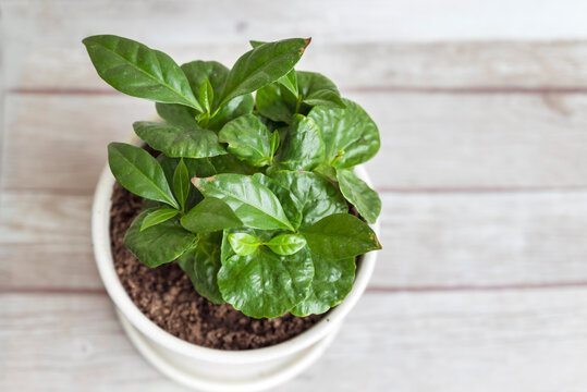 Green Coffee plant in a white pot on wooden  background 