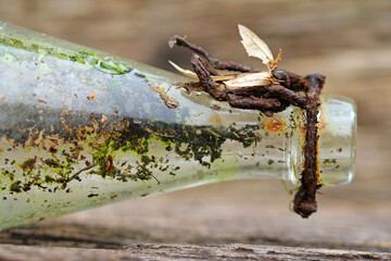Old glass bottle on wooden background