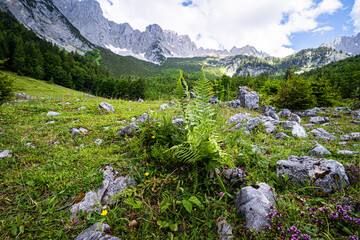 Wandern im Sommer in den Alpen - zarte lilagefärbte Blüten auf einer Bergalm mit majestätischem...