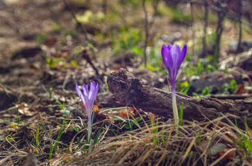 Croco o bucaneve in montagna a fine inverno