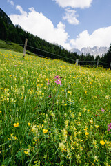 Fototapeta premium Herrliche Natur in den Alpen - Alm mit vielen blühenden Wiesenblumen, Aufnahme im Hochformat.