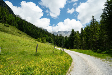 Herrliche Natur in den Alpen - Wanderweg entlang durch eine Alm mit vielen blühenden Wiesenblumen