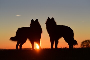Free 2 German shepherd dog standing at dawn image