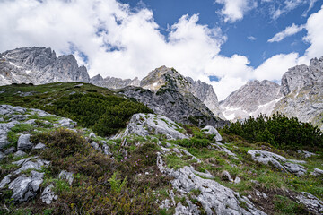 Fototapeta na wymiar Karger Bewuchs auf Felsen hoch im Winden Kaiser Gebirge in Tirol.