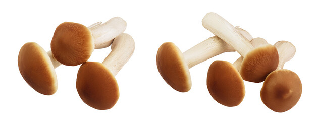 honey fungus mushrooms isolated on white background with full depth of field - obrazy, fototapety, plakaty