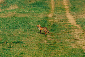 Little wild fox on green grass in spring time, Poland - 768238505