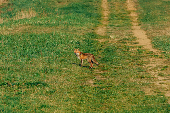 Little wild fox on green grass in spring time, Poland