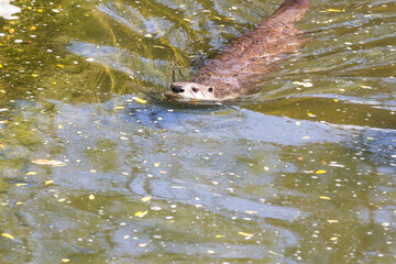 Beaver Swimming in Pond