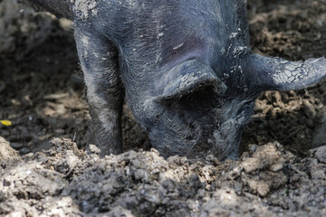 Pig in Mud Dirt