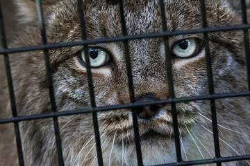 Lynx in an Enclosed Cage Eyes - Powered by Adobe