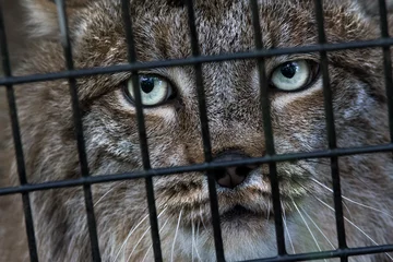 Zelfklevend Fotobehang Lynx in an Enclosed Cage Eyes © Chris Adval