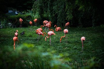 Flamingos Flamboyance in an enclosure