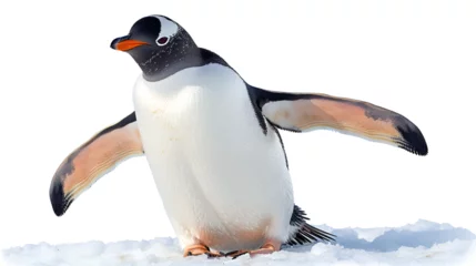 Gordijnen Penguin with Outstretched Wings Basking in the Warmth © PatternHousePk
