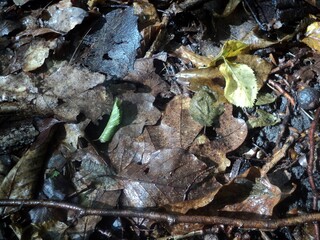 wet leaves