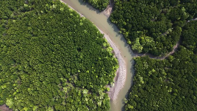 Aerial view of mangrove forest in tropical rainforest