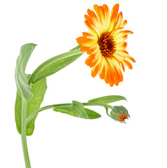 Beautiful calendula flower with leaves isolated on a white background. Marigold flowers, healing...