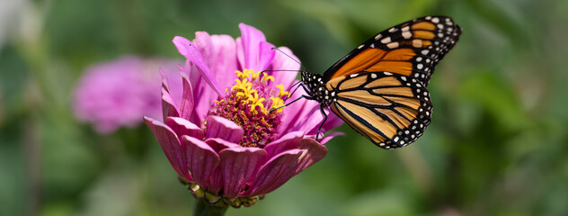 A horizontal macro photo of a perfectly lit beautiful orange and black striped monarch drinking nectar from a pinknzinnia on a beautiful sunlit summer day.
