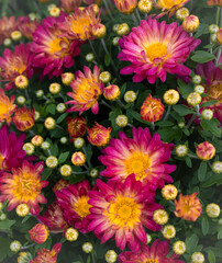 Vertical banner of beautiful and colorful Chrysanthemums (mums) are one of the most popular fall garden flowers. Most mum plants are easy to grow with their basic needs being fulfilled