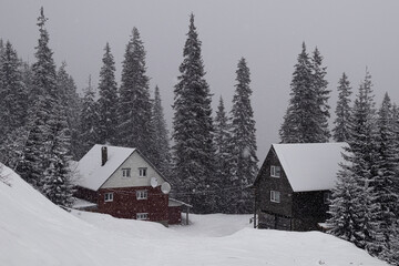 Dragobrat, Ukraine. March 18, 2024 The Carpathians are incredibly beautiful. heavy snow and fog. all the roofs and trees are covered with snow. a place of strength and rest - obrazy, fototapety, plakaty