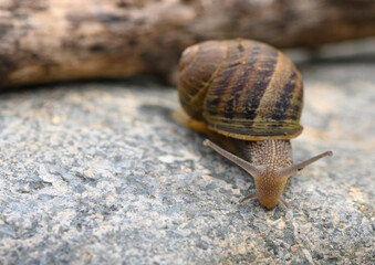 close up of a snail on a stone with blurred background