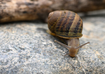 A snail crawling on the stone in the garden at sunny day.