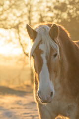 Portrait of a handsome Belgian draft horse on a frosty winter morning, side lit with bright sunrise - 768248923