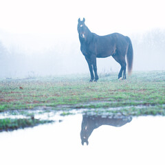 Dark bay Arabian horse in heavy morning fog in spring pasture, with his reflection in a puddle; looking towards the viewer