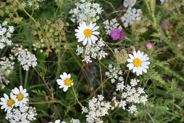 flores del campo, flowers