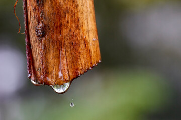 Detalle de bamboo con lluvia