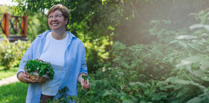 Senior woman is gardening on beautiful sunny day. Banner.