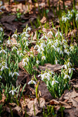 Blooming tender wild snowdrops in forest. Spring concept, first plants, seasons, weather