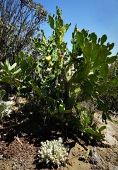 Opuntia Ficus-Indica, grüner Kaktus in der Wüste bei Los Angeles, Kalifornien, Close Up