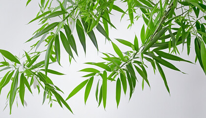 bamboo leaves on white background - obrazy, fototapety, plakaty