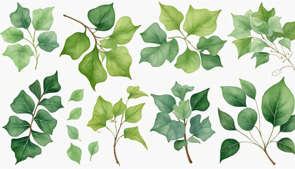 collection of soft watercolor ivy leaves 